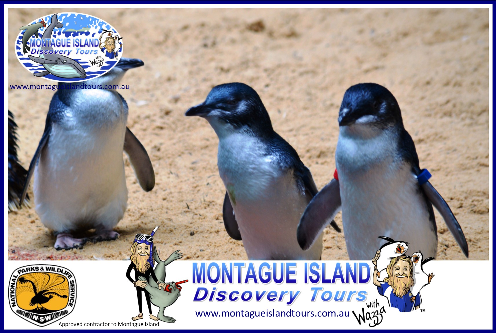 montague island penguin tours